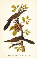 Kukułka żółtodzioba, Coccyzus americanus 1, i kukułka czarnodzioba, Coccyzus erythropthalmus 2, samce