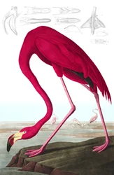 American Flamingo, Phoenicopterus Ruber, z „Ptaki Ameryki” Johna J. Audubona, wyd. 1827-38 (ręcznie kolorowane grawerowanie)