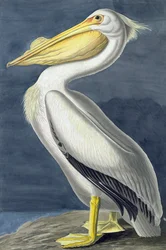 American White Pelican, Pelecanus Erythrorhynchos, z „Ptaki Ameryki” Johna J. Audubona, wyd. 1827-38