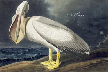 American White Pelican, Pelecanus Erythrorhynchos, z „Ptaki Ameryki” Johna J. Audubona, wyd. 1827-38