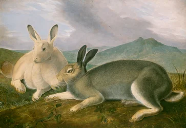 Zając polarny, ok. 1841 (pióro i czarny tusz z akwarelą i farbą olejną na papierze)