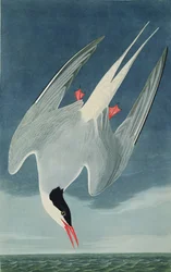 Rybitwa popielata, z „Birds of America”, rycina Roberta Havella (1793-1878) opublikowana w 1835 r.