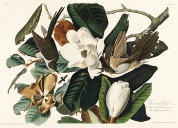 Kukułka czarnodzioba z Birds of America (1827)