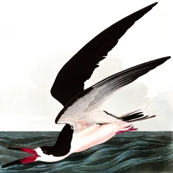 Brzytwodziób czarny lub burzyk, Rhincops nigra, z „The Birds of America” Johna J. Audubona, wydano 1827-38