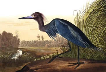 Niebieski żuraw lub czapla, Ardea coerulea, z „The Birds of America” Johna J. Audubona, wydane 1827-38