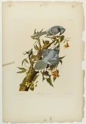 Blue Jay, wydrukowane przez Juliena Biena i wydane przez Roe Lockwood & Son, 1861 (chromolitografia)