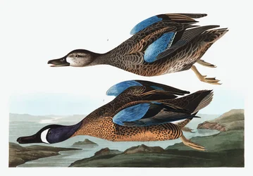 Blue Winged Teal, Anas Discors, z „Ptaki Ameryki” Johna J. Audubona, wyd. 1827-38