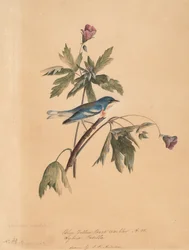 Niebiesko-żółta gajówka, 1812.