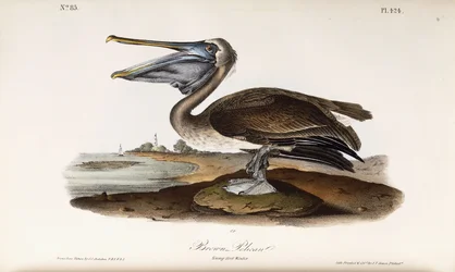 Pelikan brunatny