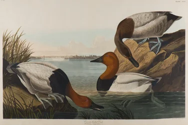 Kaczka na płótnie, 1836 (wc na papierze)
