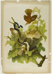 Ferruginous Thrush, wydrukowane przez Juliena Biena i wydane przez Roe Lockwood & Son, 1861 (chromolitografia)