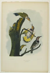 Dzięcioł złotoskrzydły, wydrukowany przez Juliena Biena i wydany przez Roe Lockwood & Son, 1861 (chromolitografia)