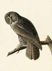 Puszczyk błotny, Strix Nebulosa, z „Ptaki Ameryki” Johna J. Audubona, wyd. 1827-38