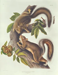 Zając Wiewiórka (Sciurus Leoporinus)