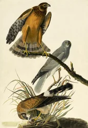 Hen Harrier, Circus Cyaneus, z „Ptaki Ameryki” Johna J. Audubona, wyd. 1827-38