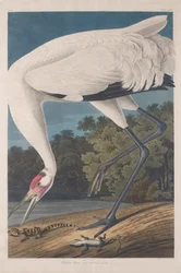 Suwnica, 1834