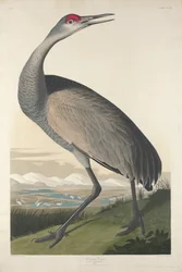 Suwnica, 1835