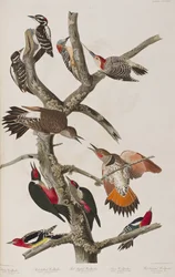 Ilustracja z „Birds of America”