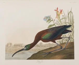 Ilustracja z „Birds of America”