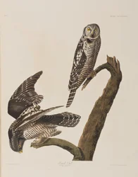 Ilustracja z „Birds of America”