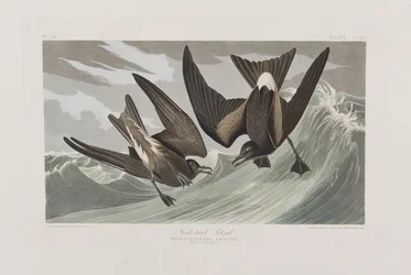 Ilustracja z „Birds of America”