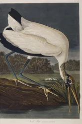 Ilustracja z „Birds of America”