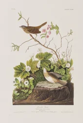 Ilustracja z „Birds of America”