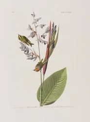 Ilustracja z „Birds of America”