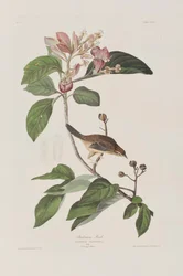Ilustracja z „Birds of America”