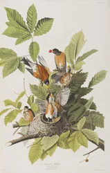 Ilustracja z „Birds of America”