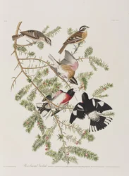 Ilustracja z „Birds of America”