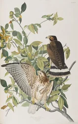 Ilustracja z „Birds of America”