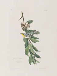 Ilustracja z „Birds of America”