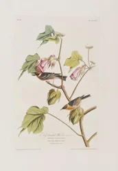 Ilustracja z „Birds of America”