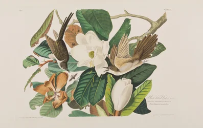 Ilustracja z „Birds of America”