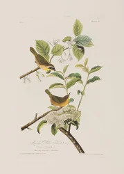 Ilustracja z „Birds of America”