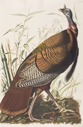 Ilustracja z „Birds of America”
