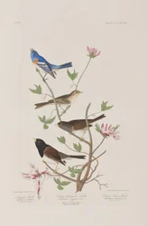 Ilustracja z „Birds of America”