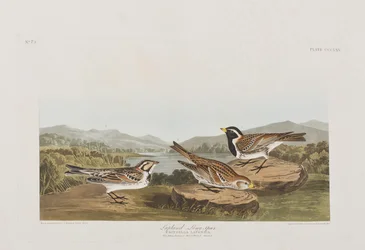 Ilustracja z „Birds of America”