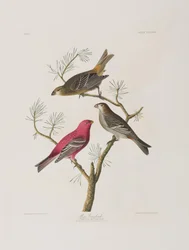 Ilustracja z „Birds of America”