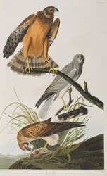 Ilustracja z „Birds of America”