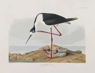 Ilustracja z „Birds of America”