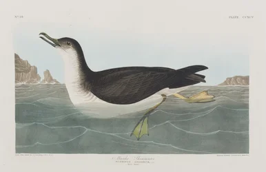 Ilustracja z „Birds of America”