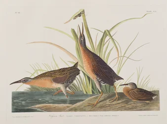 Ilustracja z „Birds of America”