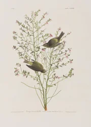 Ilustracja z „Birds of America”