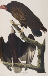 Ilustracja z „Birds of America”