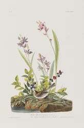 Ilustracja z „Birds of America”