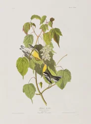 Ilustracja z „Birds of America”