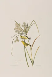 Ilustracja z „Birds of America”