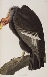 Ilustracja z „Birds of America”